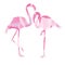 Pink, african, beak, beauty, leg, wildlife, beach, cartoon, couple, elegance, foot, happiness, holidaycard, love