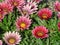 Pink African Daisies