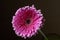 Pink African daisy