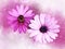 Pink african daisy floral botanical flowers. Watercolor background set. Isolated aster illustration element