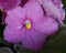 Pink African Violet