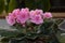 Pink African violet has a lot of flowers