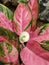 Pink aglaonema flowering plant photo stock