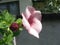 Pink alamanda flowers