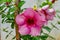 Pink Alamanda Flowers With Green Leaves At The Garden