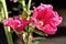 Pink Alcea flowering in the garden