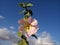 Pink Alcea setosa with the blue sky