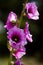 Pink Alcea setosa wildflower blooming north Israel