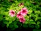 Pink Allamanda Flowers Blooming