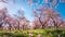 Pink alleys of blooming with flowers almond trees in a park in Madrid, Spain spring