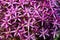 Pink Allium Christophii flowers