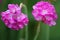 Pink Allium Flowers