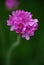 Pink Allium Flowers