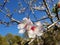 Pink Almond blossom flower against a blue sky, vernal blooming of almond tree flowers in Spain