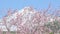 Pink almond or cherry blossoms against the snow-capped peak of the Teide Tenerife Canary volcano