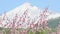 Pink almond or cherry blossoms or cherry blossoms against a snow-covered volcano peak