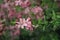 Pink almond flowers in blossom on a rainy day