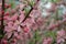 Pink almond flowers in blossom on a rainy day