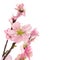 Pink almond flowers on white background