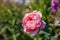 Pink The Alnwick rose blooming in summer garden by foxgloves. Double nostalgic flower grow on border