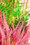 Pink aloe and green cactus