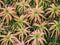Pink aloe vera plant. Beautiful aloe flowers leaves in the garden for floral pattern and background. Huge bush aloe outdoor.