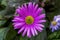 Pink Alpine Aster Blooming Macro