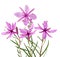 Pink Alpine willowherb