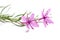 Pink Alpine willowherb