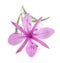 Pink Alpine willowherb flower