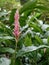 Pink Alpinia Flower Close Up in Tropical Garden