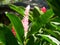 Pink alpinia flower in Deshaies botanical garden on Basse-Terre in Guadeloupe