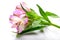 Pink Alstroemeria flower inflorescence close-up on white background