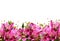 Pink alstroemeria flowers and glitter confetti in a bottom border