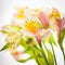 Pink alstroemeria isolated