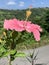 Pink amapola in Puerto Rico