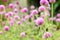 Pink amaranth flowers