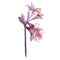 Pink amaryllis. Floral botanical flower. Wild spring leaf wildflower isolated.