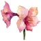 Pink amaryllis flowers. bouquet illustration element. Watercolor background illustration set.