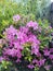 Pink amazing flowers with green leaves