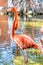 Pink American flamingo in the Caribbean