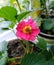 Pink ampel strawberry flower close up