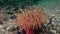 Pink Anemone Actinia underwater on seabed of Barents Sea.
