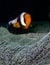 Pink Anemone fish with dark background