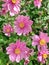 Pink Anemone Hupehensis Japonica flowering shrub