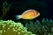 Pink Anemonefish