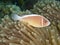 Pink anemonefish