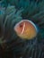 Pink Anemonefish