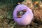 Pink anemonfish