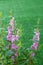 Pink Angelonia goyazensis Benth flower